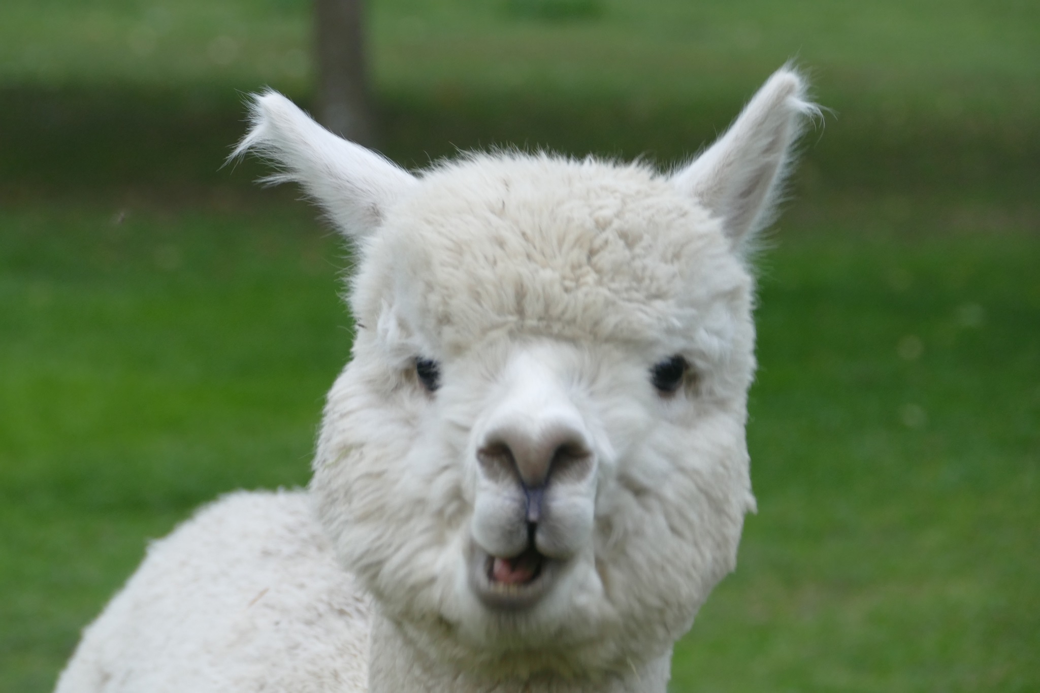 Rakan