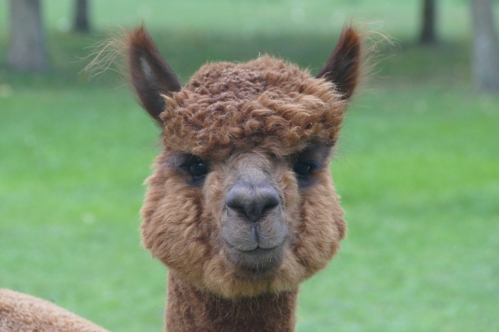 Tomaso