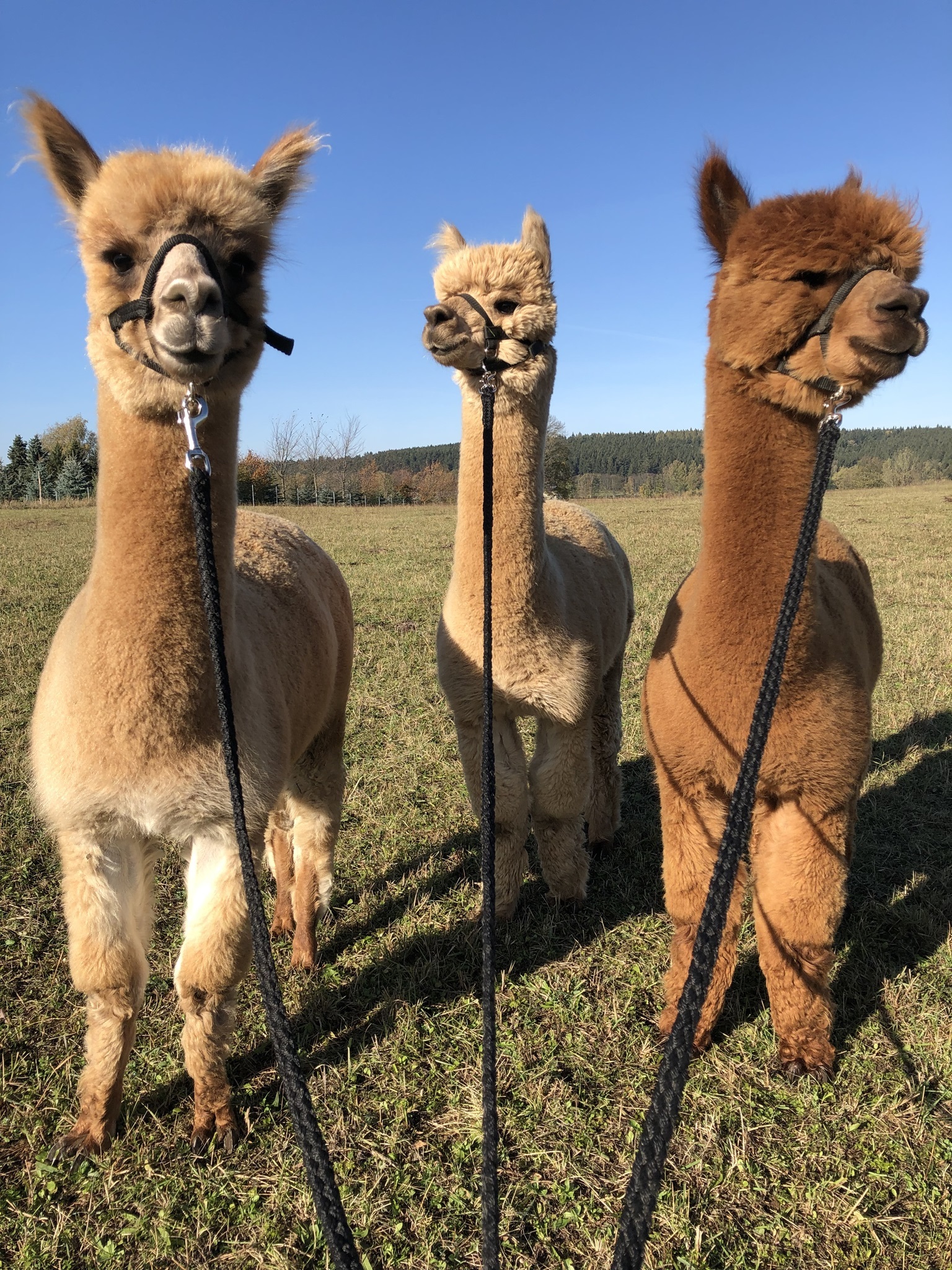 Unsere Alpakas